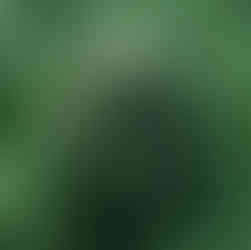 marijuana farm photography in california