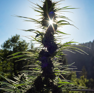 silhouette of a flowering cannabis plant be fore harvest