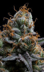 cannabis photographer