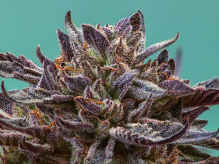 cannabis stock photography