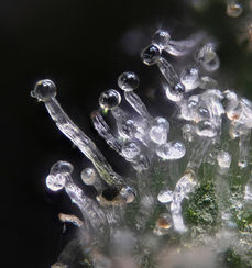 macro cannabis photography in san francisco