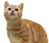 cat_PNG100.png