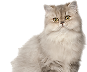 739-7397488_cahorro-sentado-elefante-baby-em-png-gato-em.png