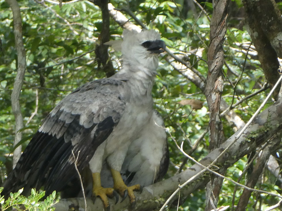 Imprimir Harpie Eagle (1).JPG