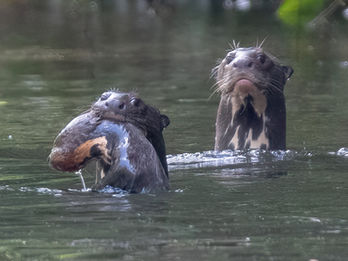 Giant otter swimming in the Amazon rainforest during a guided canoe wildlife tour in Cuyabeno Wildlife Reserve, Ecuador, showcasing rare Amazon species, rich jungle biodiversity, eco-lodge stay, sustainable tourism, wildlife photography, and unforgettable Amazon adventure travel experience.