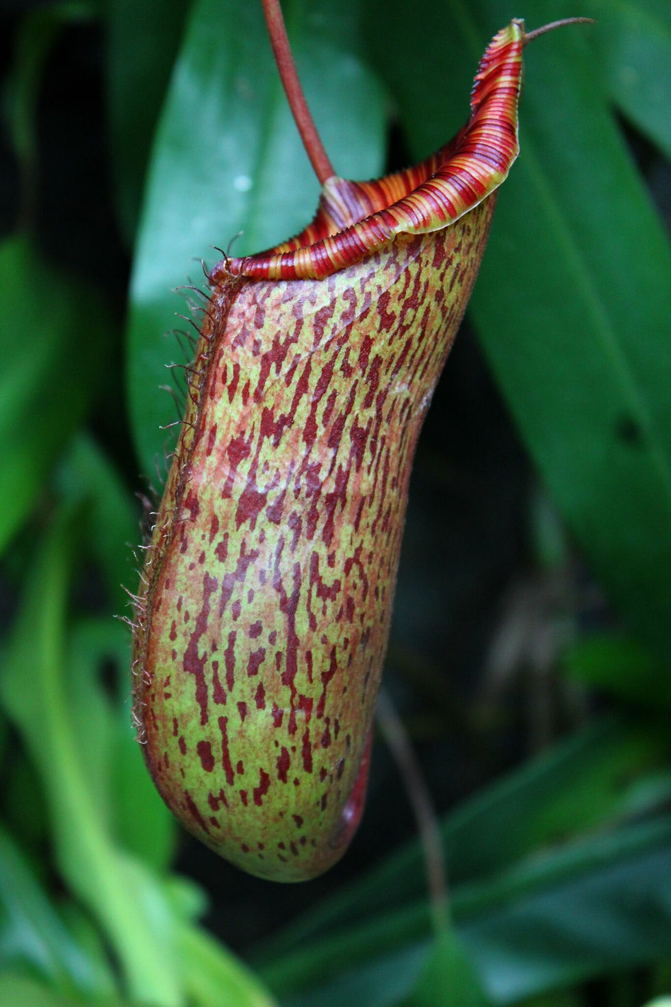 Pitcher Plant