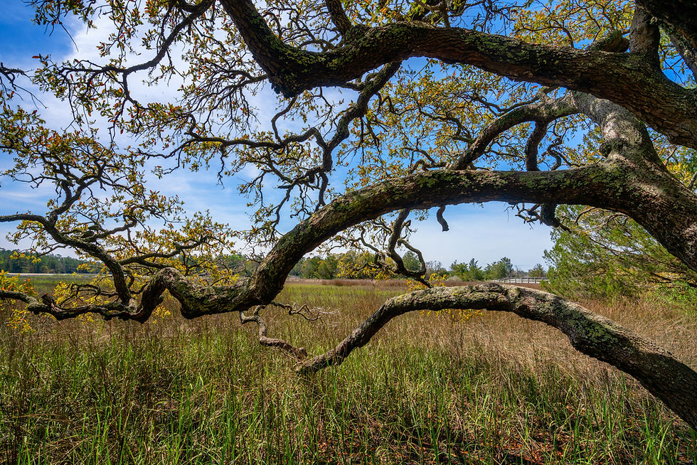 Vereen Memorial Historical Gardens