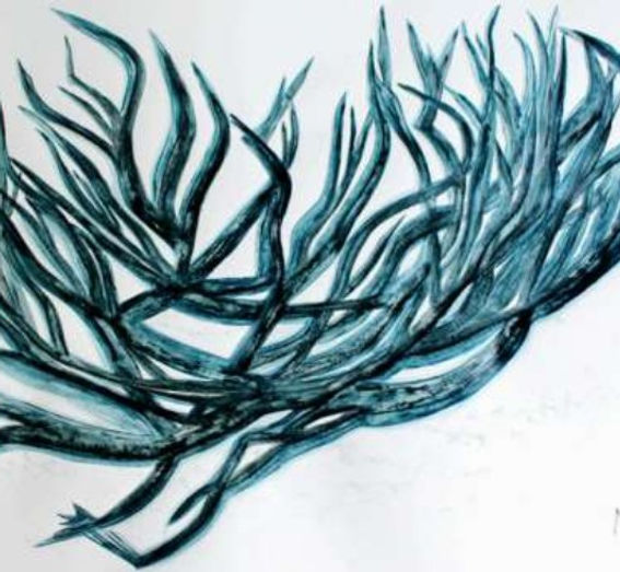 PLANTE MARINE POSIDONIA