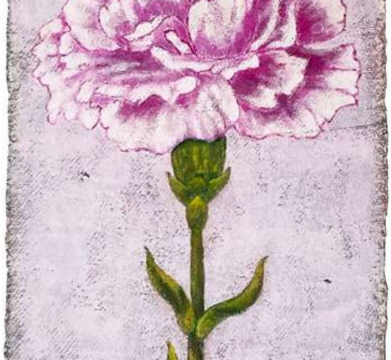 CARNATION, WHITE, PINK