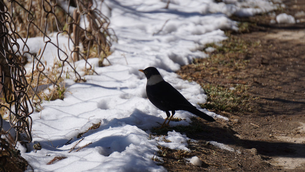 White-collared Blackbird.
