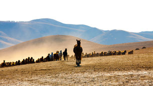 A herd of wild horses run through the wild landscapes of Mongolia