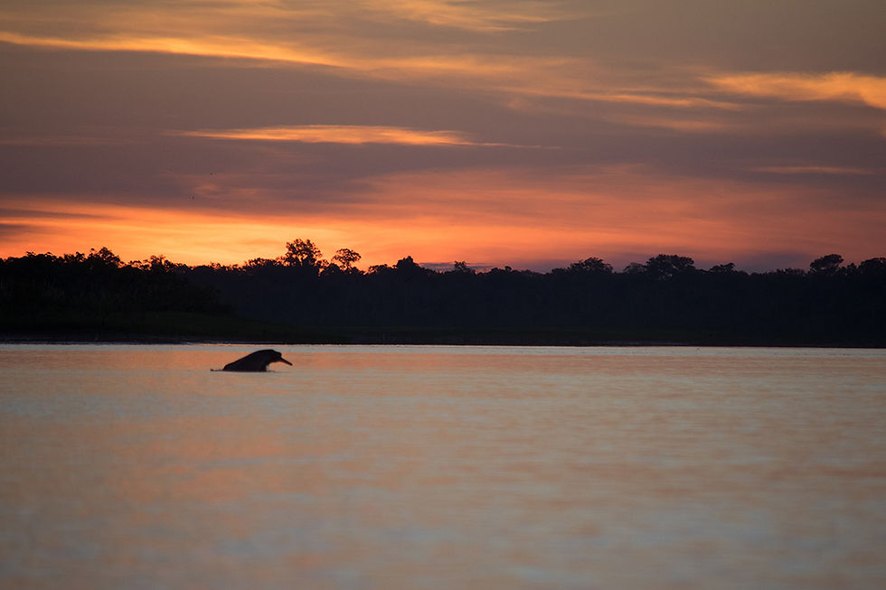 A pink river dolphin  emerges from the water during a beautiful sunset  on the Amazon river