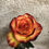 Thumbnail: Equator rose