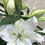 Miniature : Lys oriental