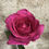 Thumbnail: Equator rose