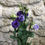Miniature : Lisianthus