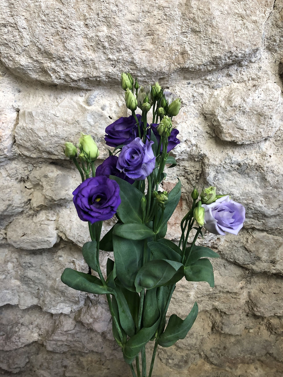 Miniature : Lisianthus