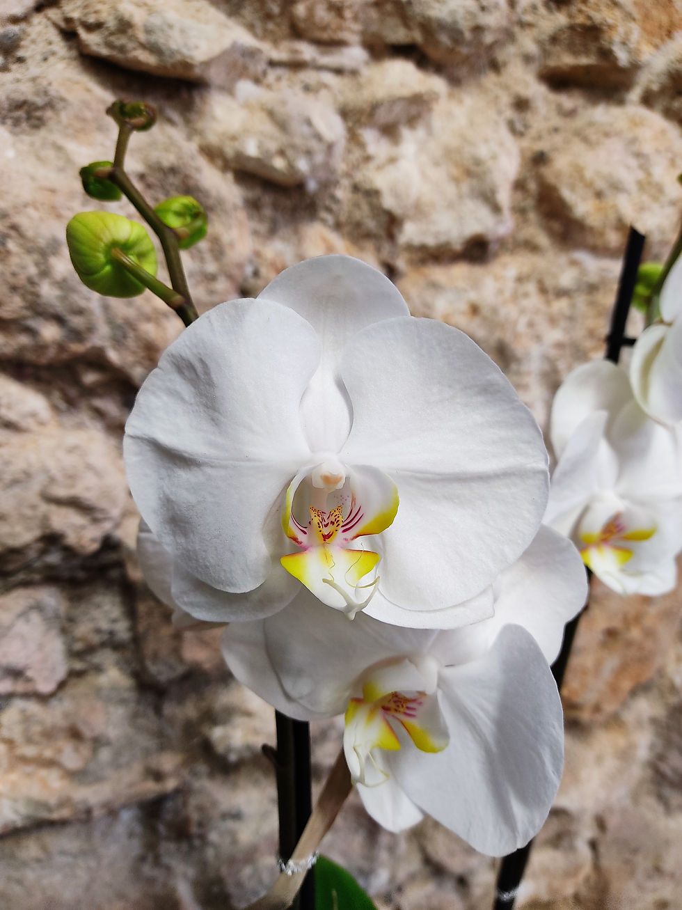 Miniature : Orchidée Phalaenopsis