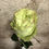 Thumbnail: Equator rose
