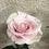 Thumbnail: Equator rose