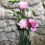 Miniature : Lisianthus