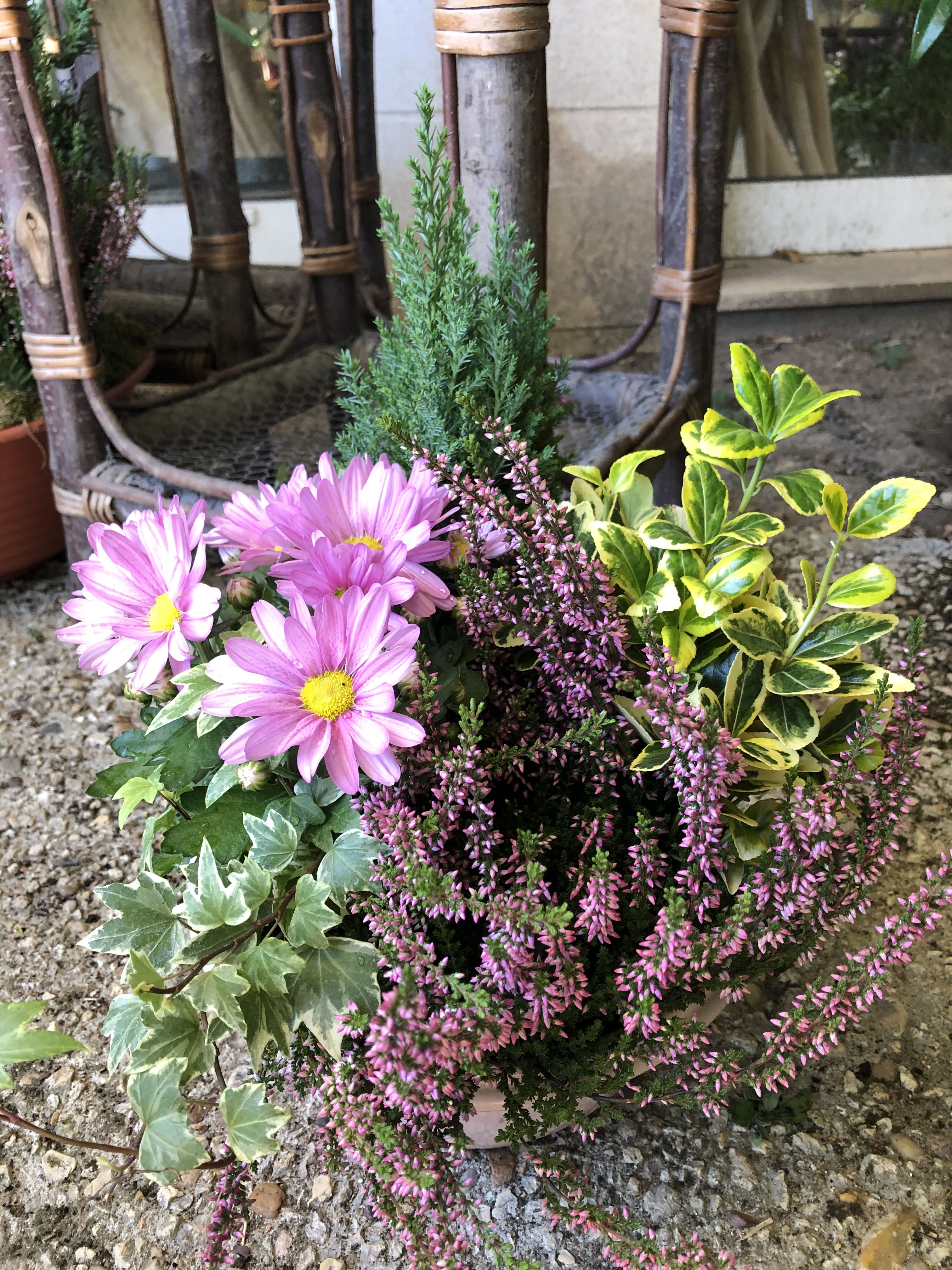 Coupe de plante pour l'extérieur tons pastels
