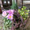 Thumbnail: Plant cut for outdoor pastel tones