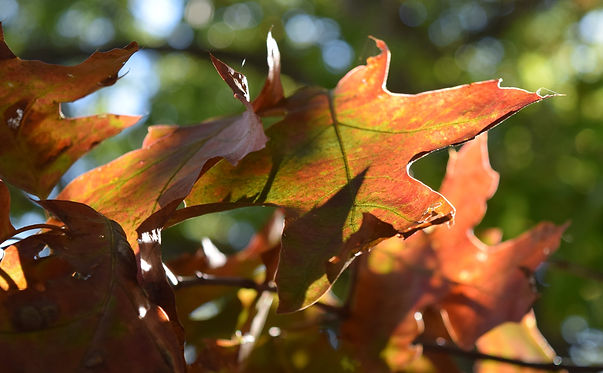 leaves1.jpg