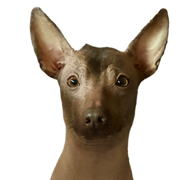 Achi, the Dog
