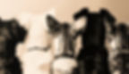 Ears_edited.jpg