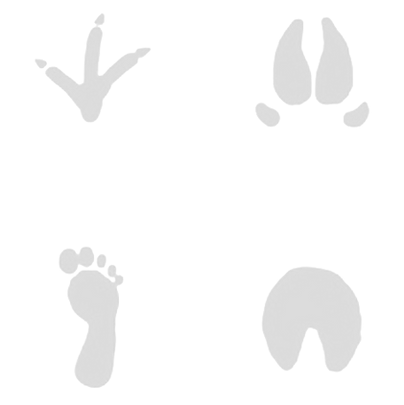 Paw Prints