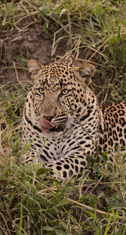 Fantastic opportunities for photographing wildlife
