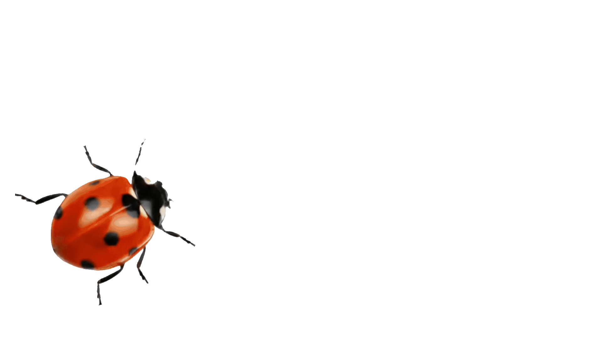 Marienkäfer 2.gif