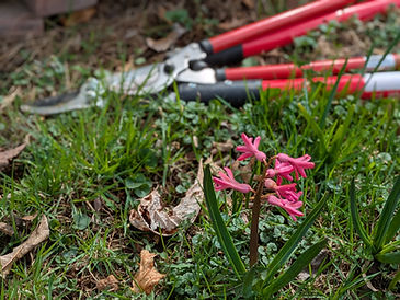 Garden tool lying next to spring flower