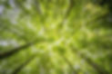 counselling tree top gaze.jpeg