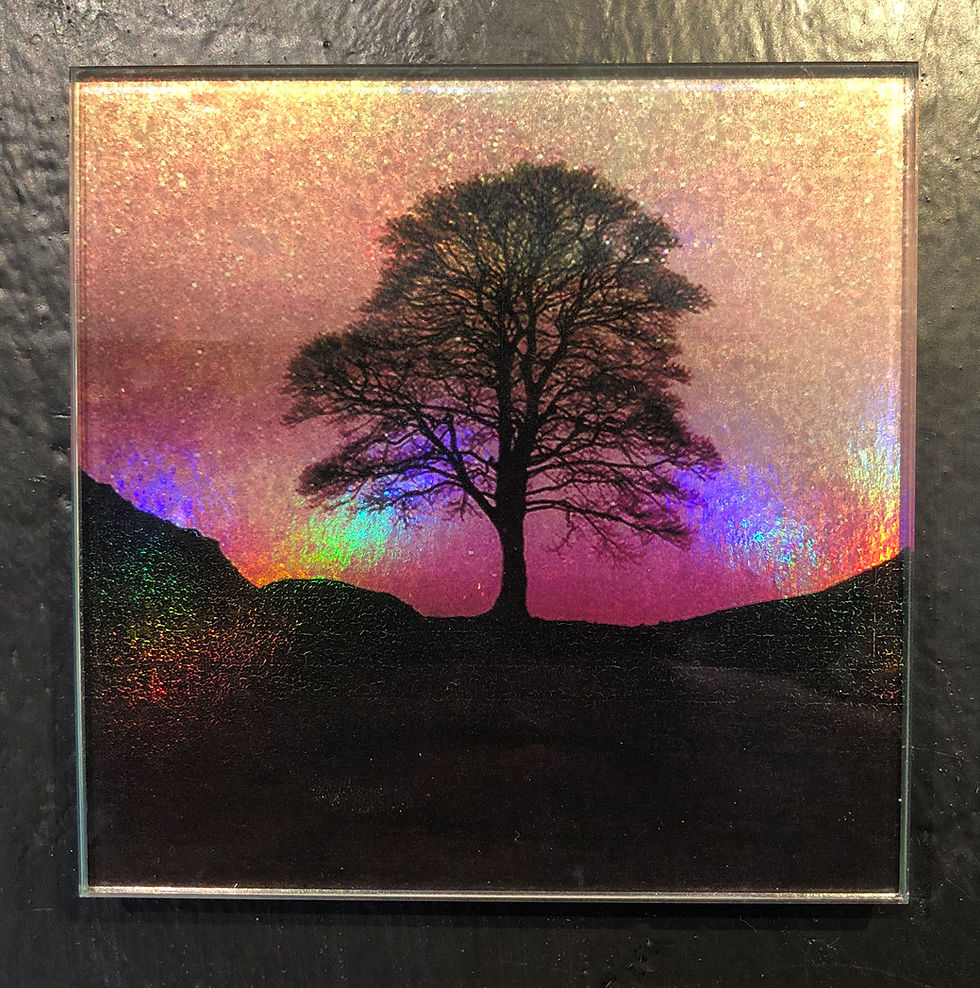 Thumbnail: Sycamore Gap Tree