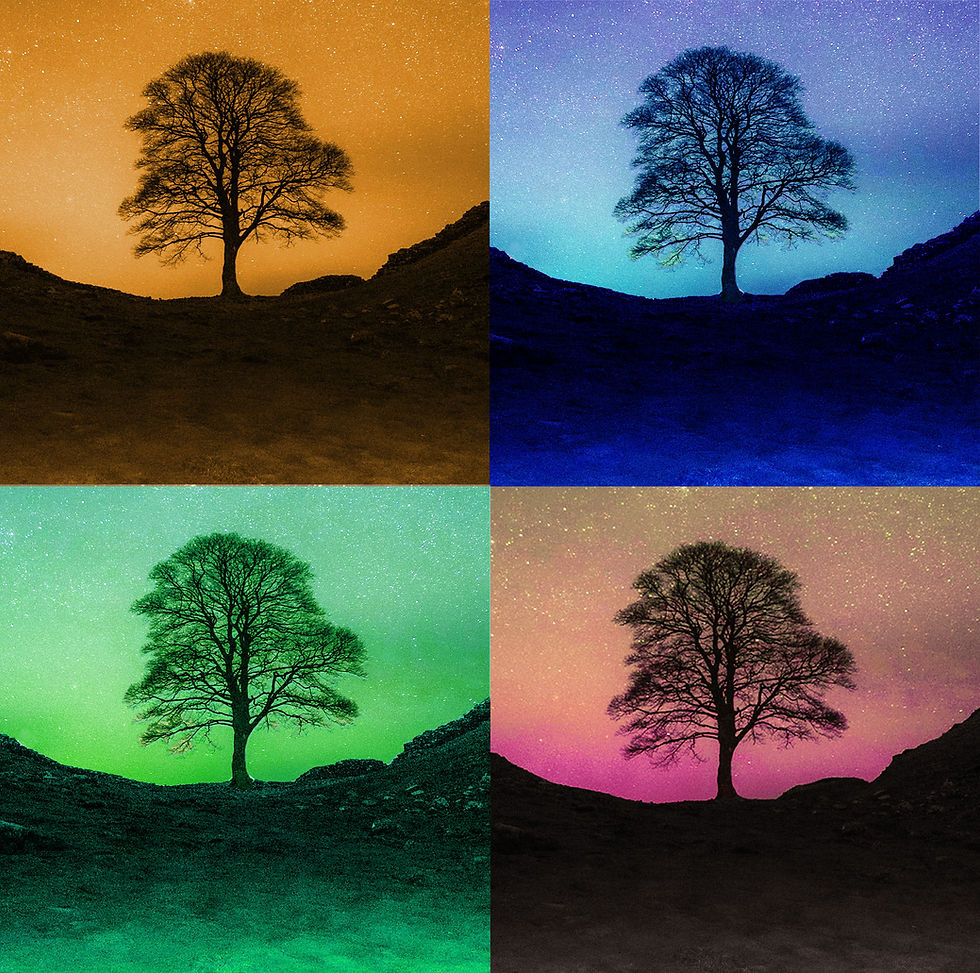 Thumbnail: Sycamore Gap Tree