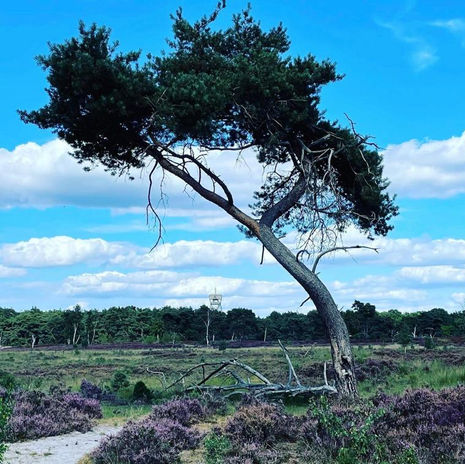 Kalmthoutse Heide