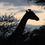Thumbnail: Giraffe in der Dämmerung