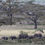 Thumbnail: Serengeti Elephants