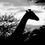 Thumbnail: Giraffe in der Dämmerung