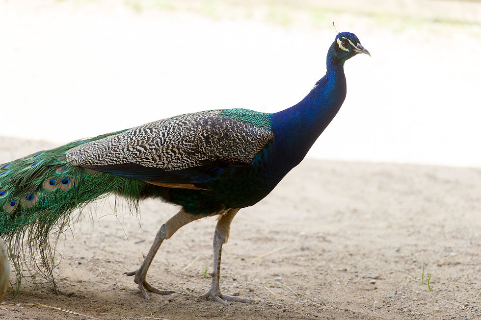 PETTING ZOO Scales Lake Park