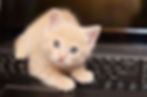 ree