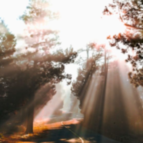 Sun Rays and Fog