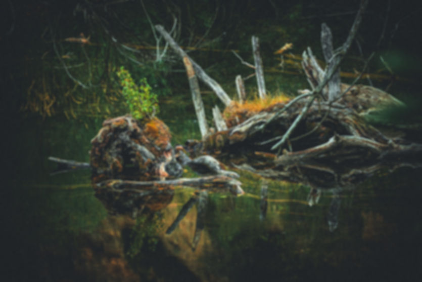 Corpse Tree