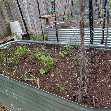 Closeup of a silver metal raised garden bed. There are seedlings planted in the soil.