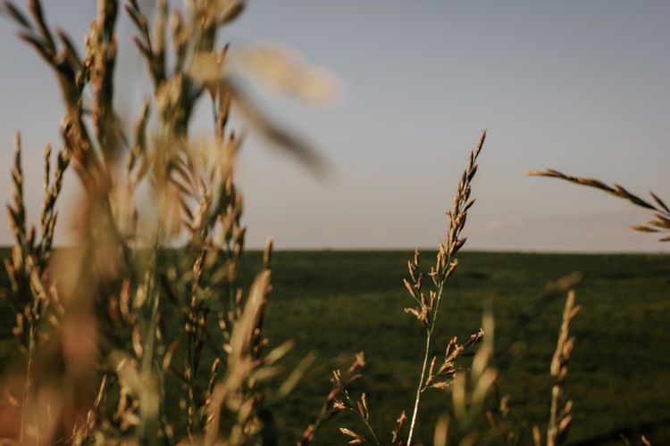 prairie-5.jpg