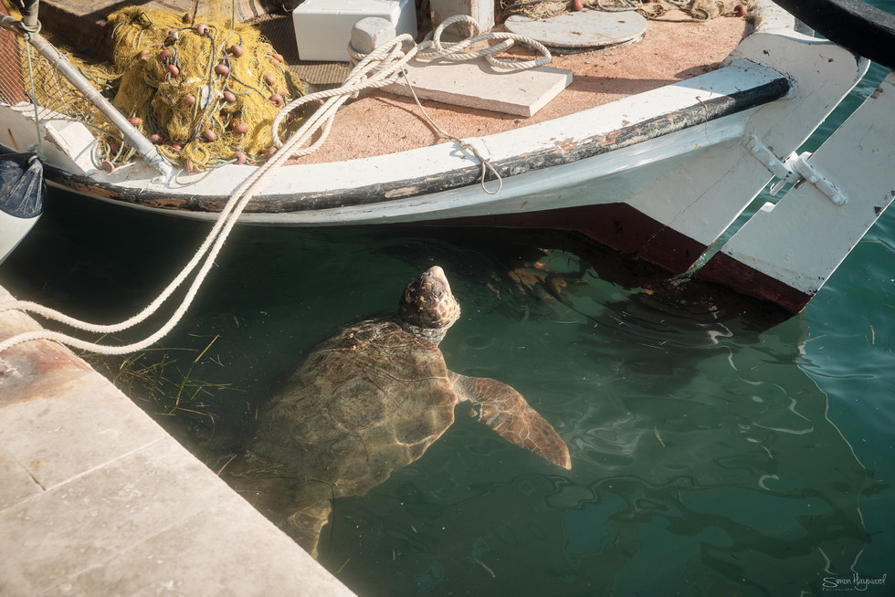 A sea turtle swimming aound a fishing boat in Argostoli harbour