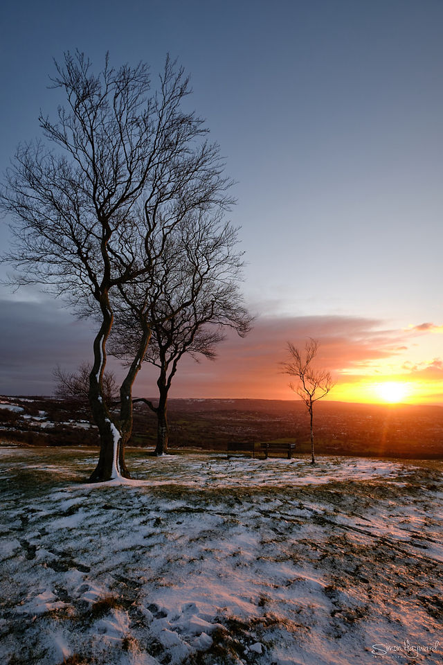 Leafless trees in the snow with sunset in the distance