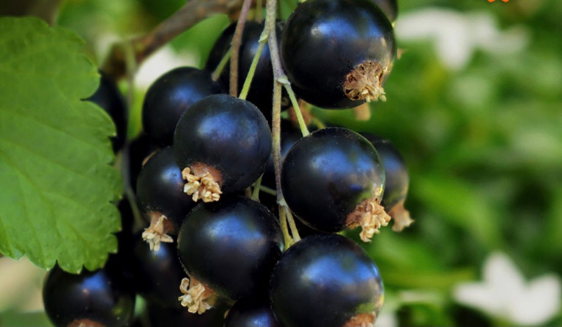 Black Currant and Jasmine